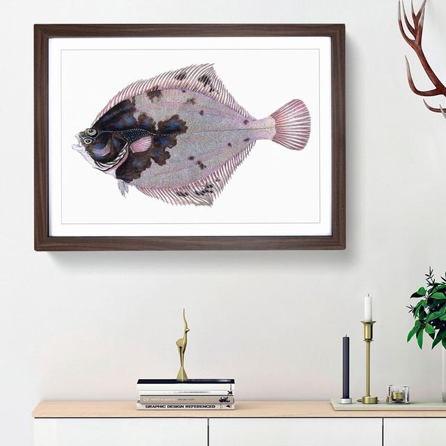 European Flouder Fish by Edward Donovan - Picture Frame Painting Print East Urban Home Frame Option: Walnut Framed, Size: 27cm H x 36cm W x 2cm D on Productcaster.