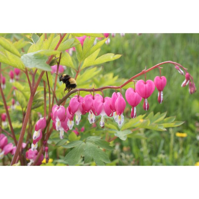 Bleeding Hearts Close Up - Wrapped Canvas Art Prints Latitude Run Size: 40cm H x 60cm W x 1.8cm D on Productcaster.