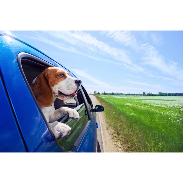 Beagle with Head Peaking Outside of a Blue Car by igorr1 - Wrapped Canvas Photograph Ebern Designs Size: 81cm H x 122cm W x 3.8cm D on Productcaster.