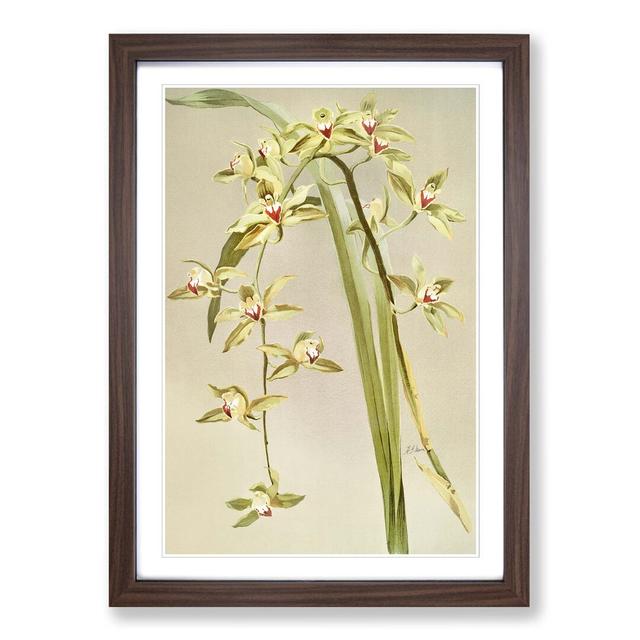 Magnolia Flowers Illustration Tab. 53 by Frederick Sander - Picture Frame Painting Print East Urban Home Size: 50cm H x 35cm W x 2cm D, Frame Option: on Productcaster.