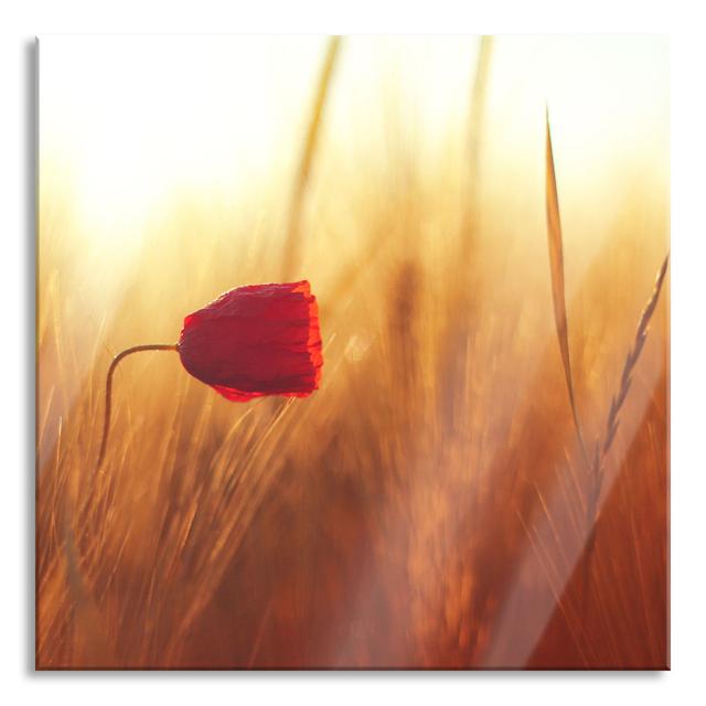 Single Red Rose in Sunlight - Unframed Photograph on Glass Brayden Studio Size: 80cm H x 80cm W x 0.4cm D on Productcaster.