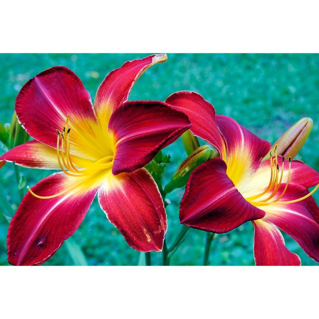 Day Lily by BambiG - Print Marlow Home Co. Size: 80cm H x 120cm W on Productcaster.