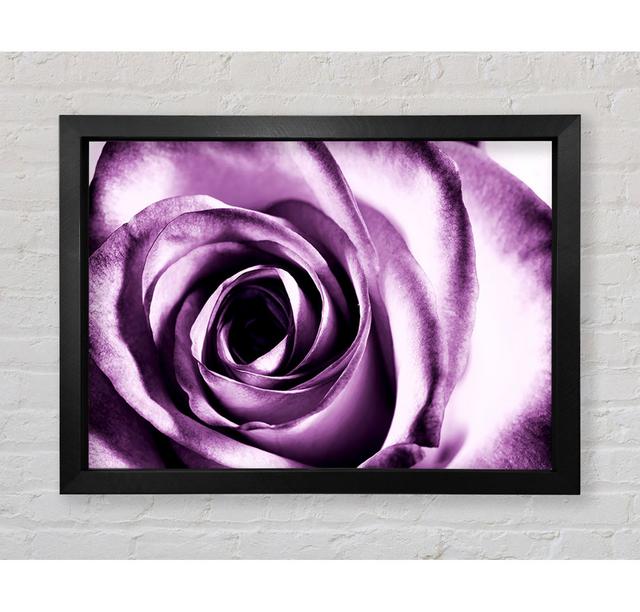 Purple Rose Delight - Einzelne Bilderrahmen Kunstdrucke Bright Star Größe: 84,1 cm H x 118,9 cm B x 3,4 cm T on Productcaster.