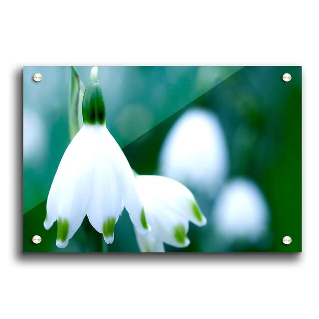 Snowdrops Flowers - Unframed Photograph Print on Acrylic East Urban Home Size: 29.7cm H x 42cm W on Productcaster.