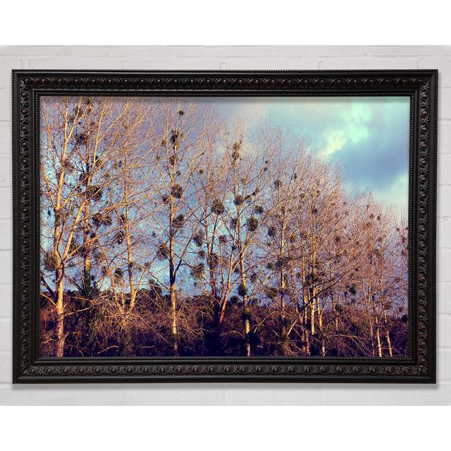 Bird Trees - Single Picture Frame Art Prints Bright Star Size: 84.1cm H x 118.9cm W on Productcaster.