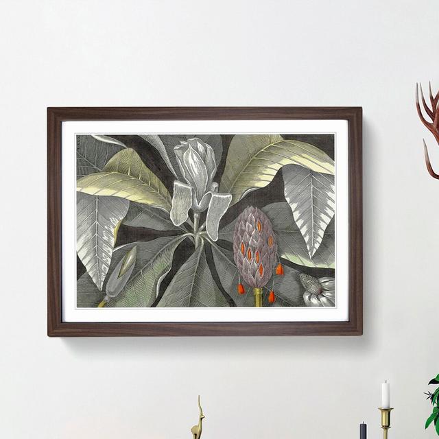 Umbrella Magnolia Tree by Mark Catesby - Picture Frame Painting Print East Urban Home Frame Option: Walnut Framed, Size: 48cm H x 65cm W x 2cm D on Productcaster.