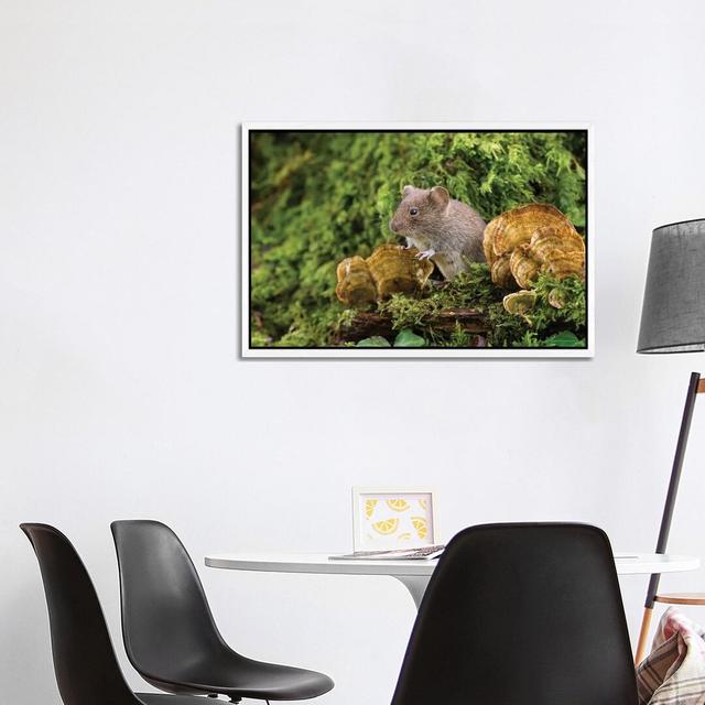 Fun Guy Bank Vole by Dean Mason - Photograph Print on Canvas Union Rustic Size: 66.04cm H x 101.6cm W x 3.81cm D, Format: White Framed on Productcaster.