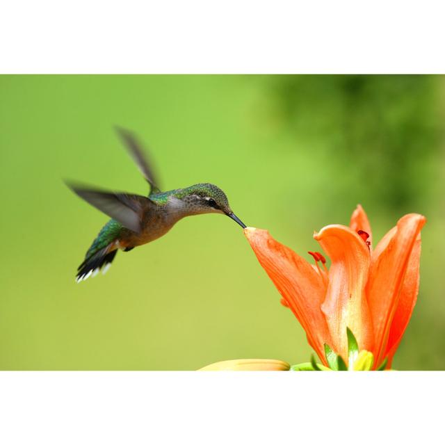 Hummingbird - Wrapped Canvas Print Latitude Run Size: 20cm H x 30cm W x 3.8cm D on Productcaster.