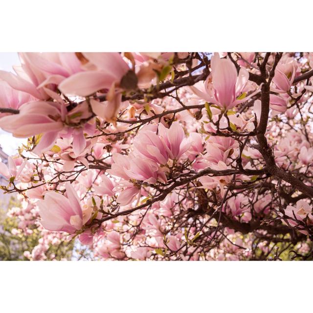 Blooming Magnolia Tree by Janiecbros - No Frame Print on Canvas 17 Stories Size: 30cm H x 46cm W on Productcaster.