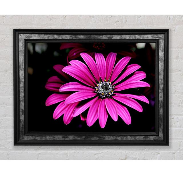 Cerise Daisy Petals - Einzelner Bilderrahmen Kunstdrucke Bright Star Größe: 42 cm H x 59,7 cm B x 8 cm T on Productcaster.