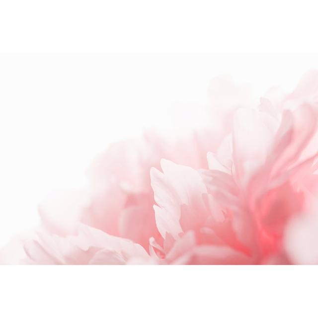 White Peony Petals by Grafoto - Wrapped Canvas Photograph 17 Stories Size: 20cm H x 30cm W on Productcaster.