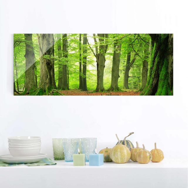 Glasbild Mighty Beech Trees East Urban Home Blinde Größe: 50 cm H x 125 cm B on Productcaster.