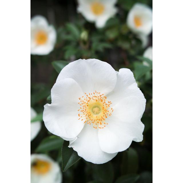 Rennes Cherokee Rose - Wrapped Canvas Print Latitude Run Size: 46cm H x 30cm W x 3.8cm D on Productcaster.