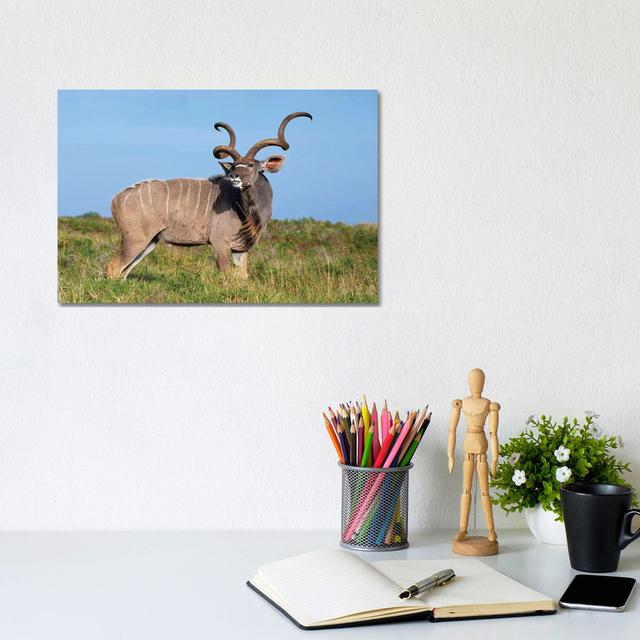 Kudu Isimangaliso by Mogens Trolle - Wrapped Canvas Photograph Natur Pur Size: 20.32cm H x 30.48cm W x 1.91cm D on Productcaster.