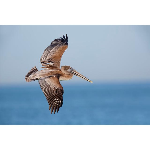 Alula Brown Pelican in Flight - Wrapped Canvas Photograph Latitude Run Size: 20cm H x 30cm W x 3.8cm D on Productcaster.