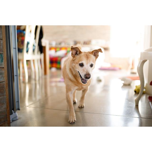 Dog In Living Room by Capuski - No Frame Print on Canvas 17 Stories Size: 30cm H x 46cm W on Productcaster.