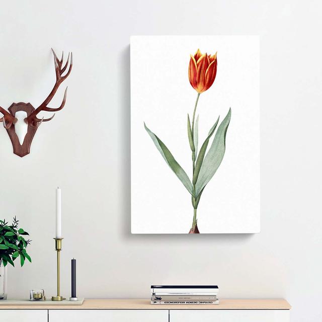 Tulip Flower by Pierre-Joseph Redoute - Wrapped Canvas Painting Print East Urban Home Size: 50cm H x 35cm W x 3cm D on Productcaster.