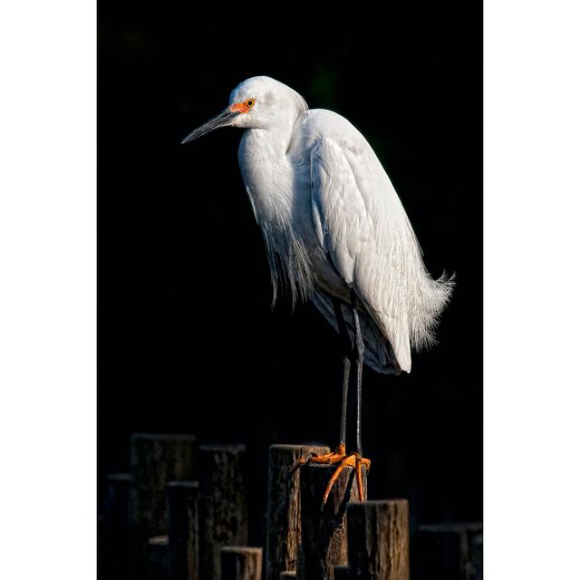 Water Bird Glimpse IV by PHBurchett - Wrapped Canvas Art Prints Marlow Home Co. Size: 122cm H x 81cm W on Productcaster.