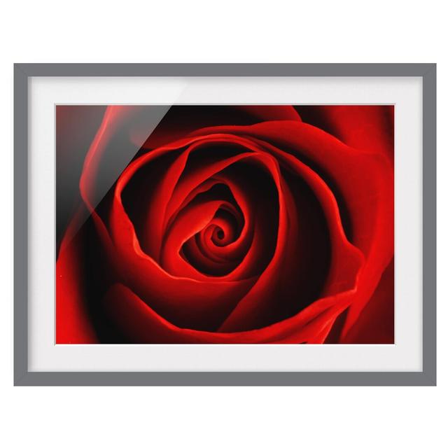 Lovely Rose Framed Graphic Art Print East Urban Home Rahmenoptionen: Matt grey, Size: 50cm H x 70cm W on Productcaster.