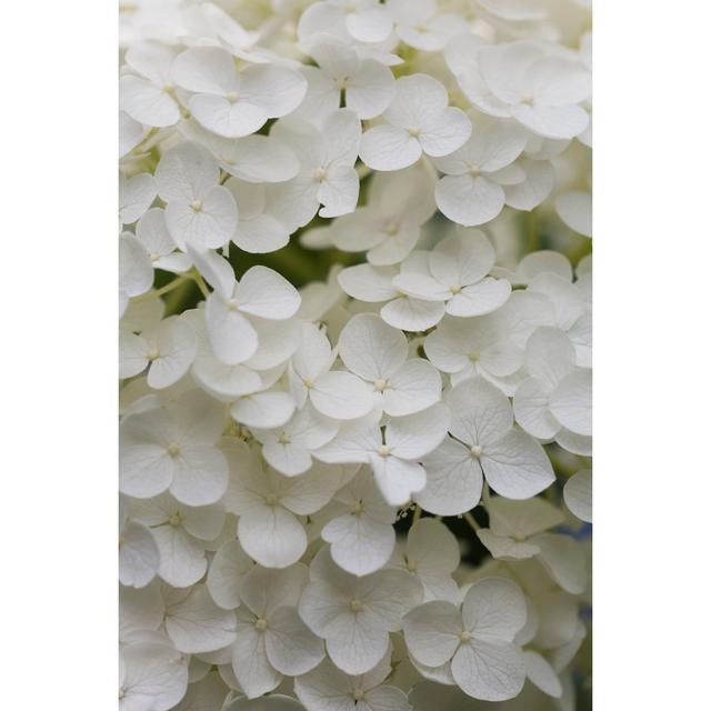 White Hydrangea by Ooyoo - No Frame Art Prints on Canvas 17 Stories Size: 120cm H x 80cm W on Productcaster.