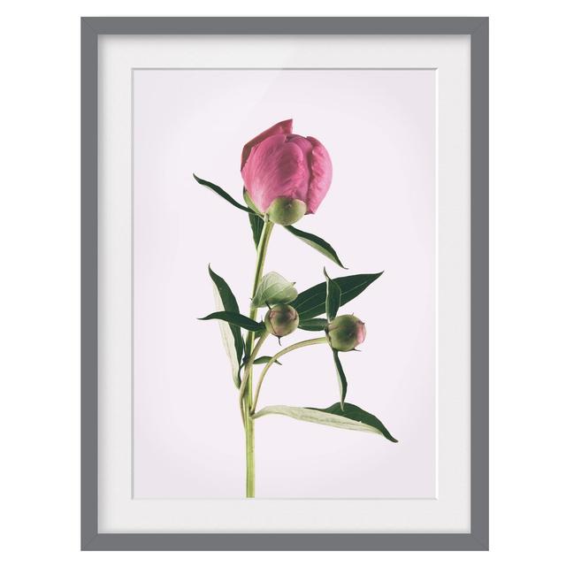 Peony Pink on White - Picture Frame Photograph Canora Grey Size: 100cm H x 70cm W x 2cm D, Framed Option: Grey Framed on Productcaster.