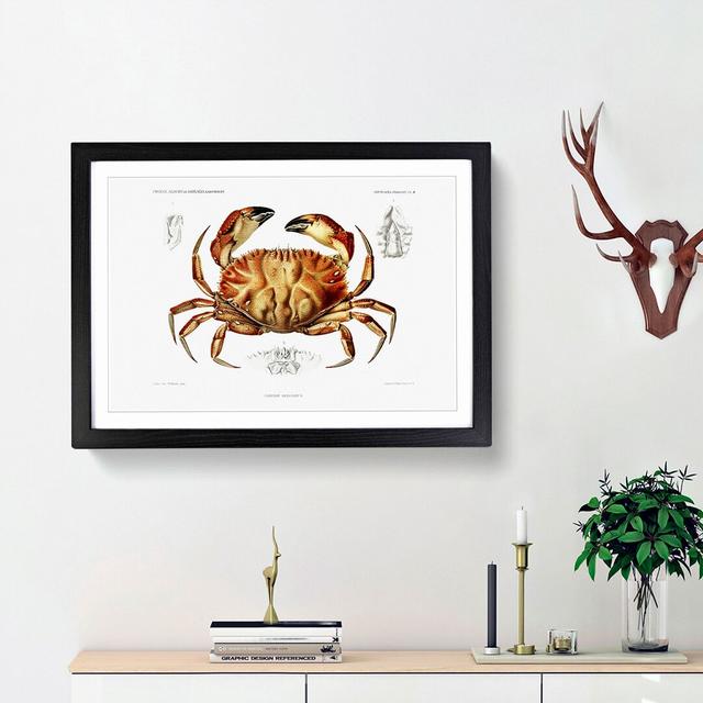 Crab by Albert I - Picture Frame Painting Print East Urban Home Frame Option: Black Framed, Size: 27cm H x 36cm W x 2cm D on Productcaster.