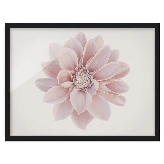 Dahlia Flower Pastel White Pink - Picture Frame Graphic Art Ebern Designs Size: 40cm H x 55cm W x 2cm D, Frame Option: Black Framed on Productcaster.