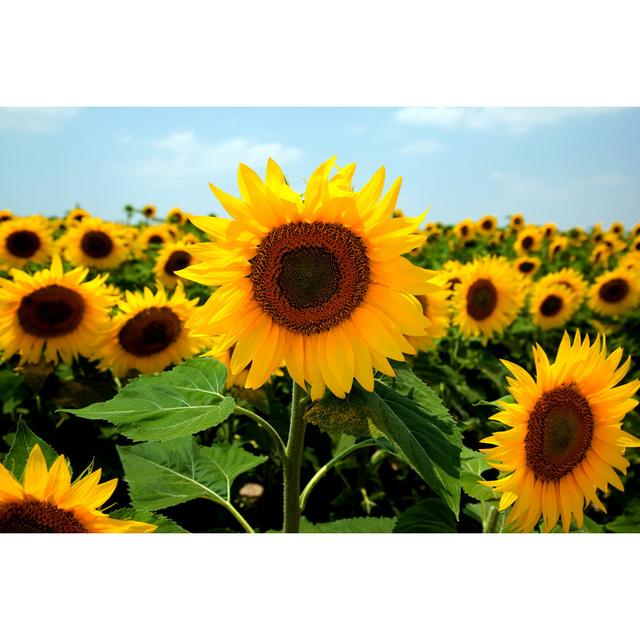 Sunflower by Okanmetin - Wrapped Canvas Print Brambly Cottage Size: 61cm H x 91cm W on Productcaster.