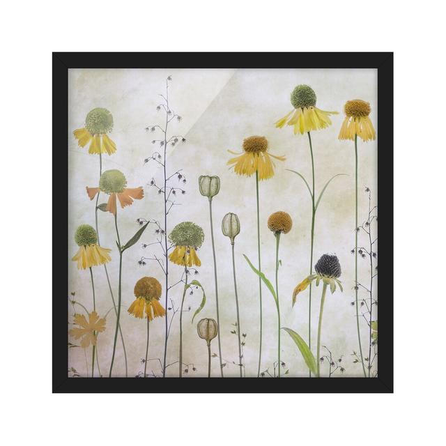 Delicate Helenium Flowers - Picture Frame Graphic Art Rosalind Wheeler Size: 70cm H x 70cm W x 2cm D, Frame Option: Black Framed on Productcaster.