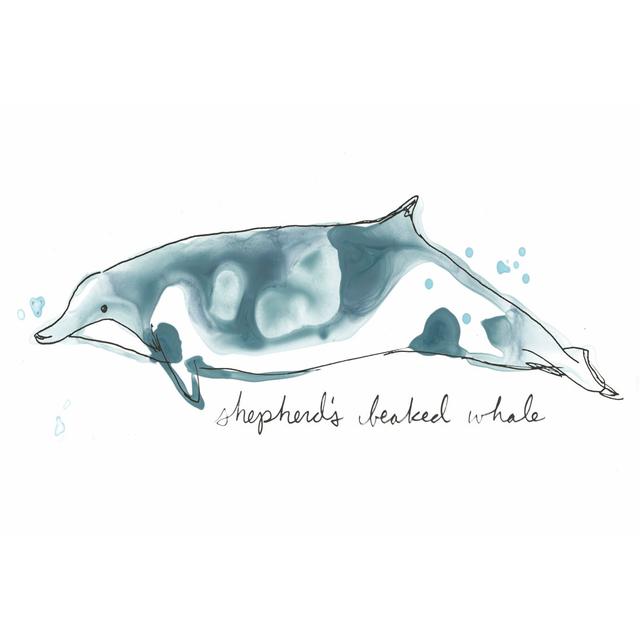 Cetacea Shepherd's Beak Whale by June Erica Vess - Wrapped Canvas Art Prints Longshore Tides Size: 20cm H x 30cm W on Productcaster.