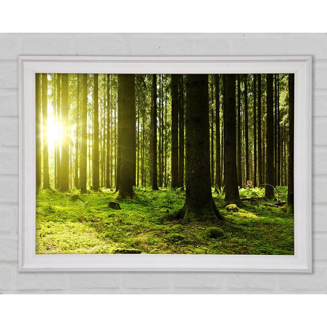 Green Sun Beam - Print Union Rustic Size: 84.1cm H x 118.9cm W x 1.5cm D on Productcaster.