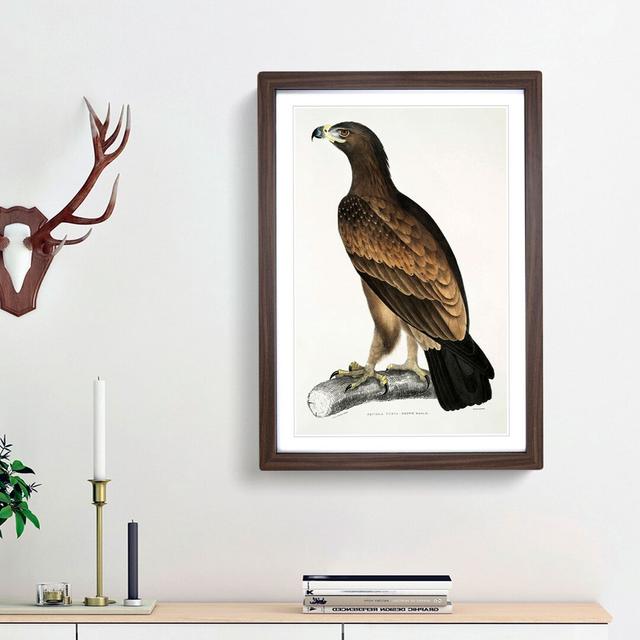 Brown Eagle Illustration by John Edward Gray - Picture Frame Art Print East Urban Home Frame Option: Walnut Framed, Size: 65cm H x 48cm W x 2cm D on Productcaster.