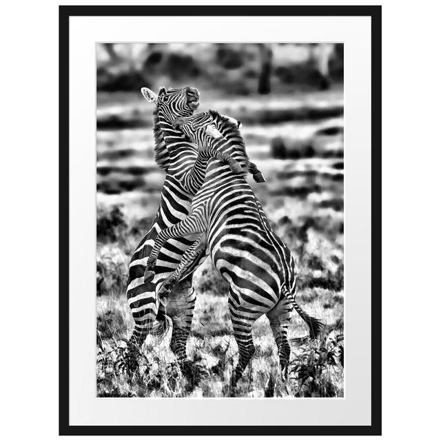 Gerahmtes Poster Kämpfende Zebras East Urban Home Größe: 80 cm H x 60 cm B on Productcaster.