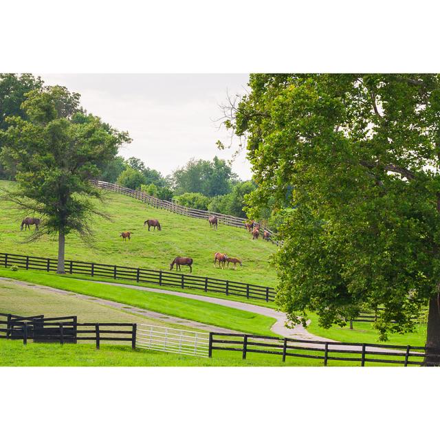 Horses at Horse Farm by Volgariver - Wrapped Canvas Photograph Marlow Home Co. Size: 61cm H x 91cm W on Productcaster.