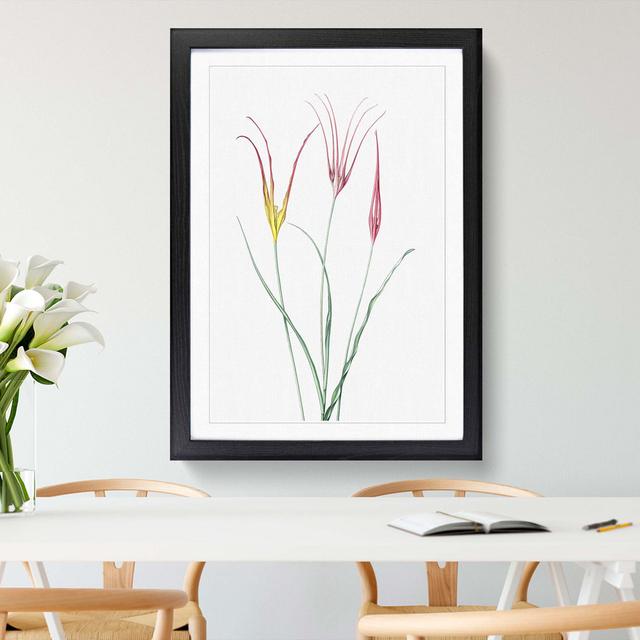 Horned Tulip Flowers by Pierre-Joseph Redoute - Picture Frame Painting Print East Urban Home Size: 48cm H x 36cm W x 2cm D, Frame Option: Black Framed on Productcaster.