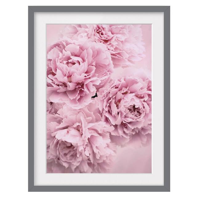 Pink Peonies - Picture Frame Photograph Canora Grey Size: 100cm H x 70cm W x 2cm D, Framed Option: Grey Framed on Productcaster.