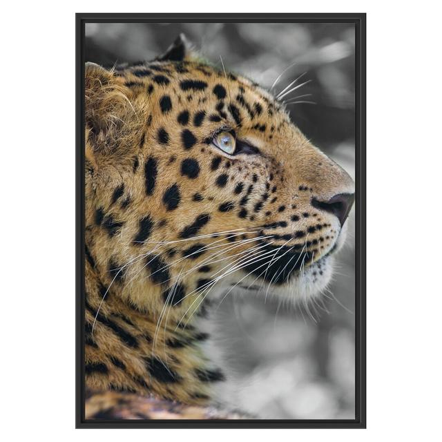 Gerahmtes Wandbild Leopard ruhtSchatten East Urban Home Größe: 100 cm H x 70 cm B on Productcaster.