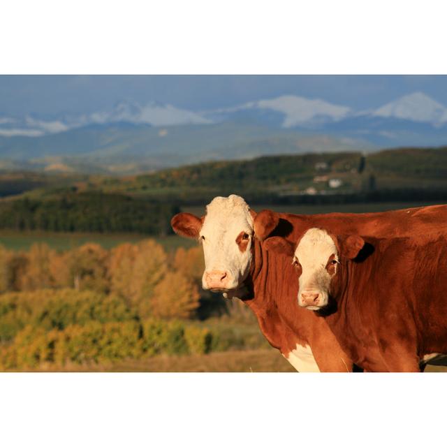 Cattle by ImagineGolf - No Frame Print on Canvas Brambly Cottage Size: 61cm H x 91cm W on Productcaster.