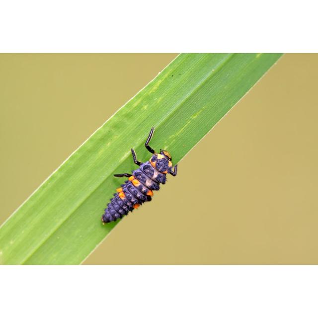 Adlih Larvae - Wrapped Canvas Photograph Latitude Run Size: 61cm H x 91cm W x 3.8cm D on Productcaster.