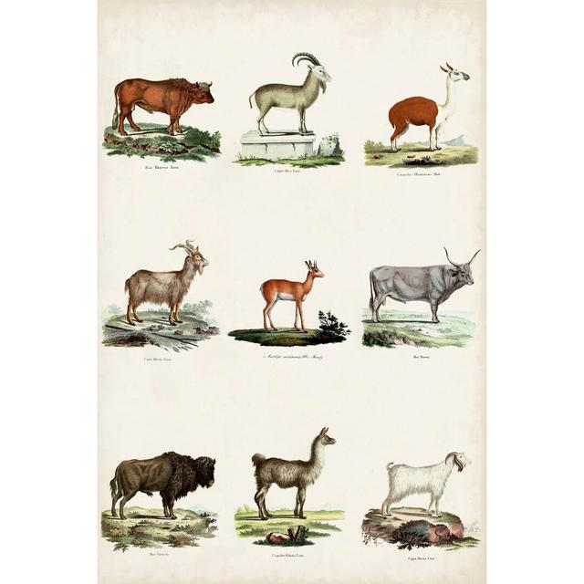 Antique Animal Chart I by Vision Studio - Wrapped Canvas Graphic Art August Grove Size: 122cm H x 81cm W x 3.8cm D on Productcaster.