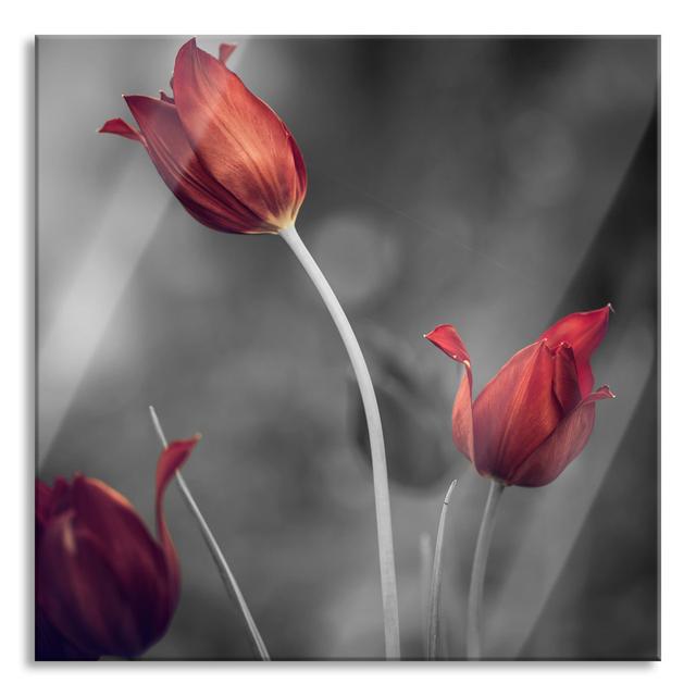 Beautiful Tulips - Unframed Photograph on Glass Brayden Studio Size: 70cm H x 70cm W x 0.4cm D on Productcaster.