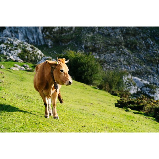 Cow Grazing by Dani_Fotografo - Wrapped Canvas Photograph Natur Pur Size: 20cm H x 30cm W on Productcaster.