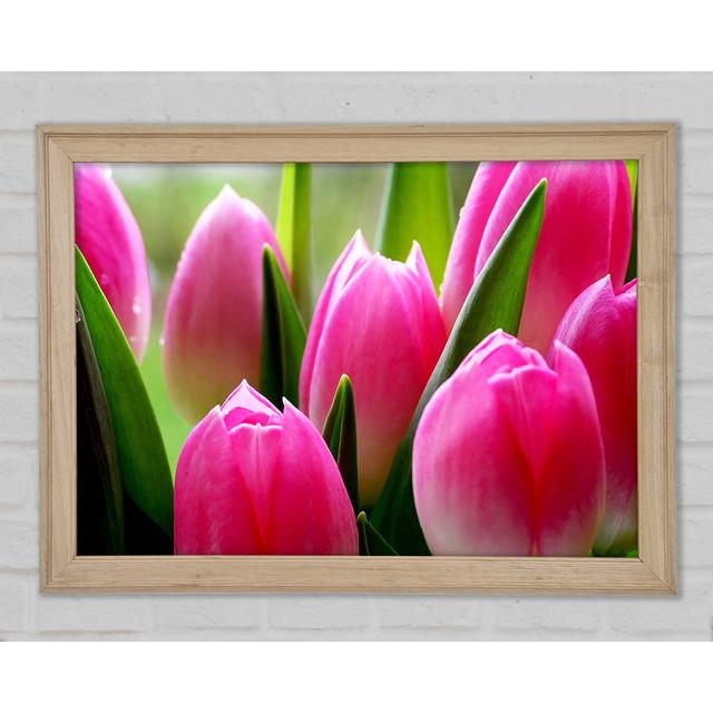 Pink Tulip Garden Surprise - Print Brayden Studio Size: 42cm H x 59.7cm W x 1.5cm D, Format: White Framed Paper on Productcaster.