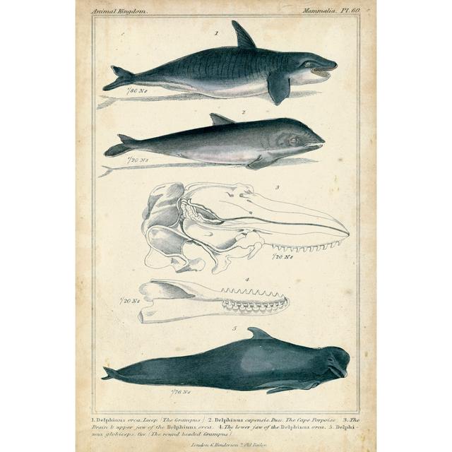 Antique Whale & Dolphin Study I Maturi Size: 30cm H x 20cm W x 3.8cm D on Productcaster.