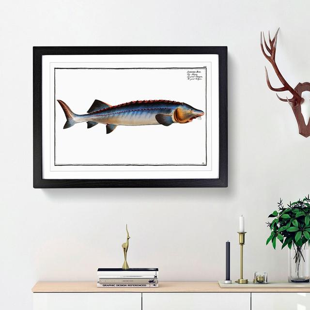 Great Sturgeon Fish by M.E. Bloch - Picture Frame Painting Print East Urban Home Size: 48cm H x 65cm W x 2cm D, Frame Option: Black Framed on Productcaster.