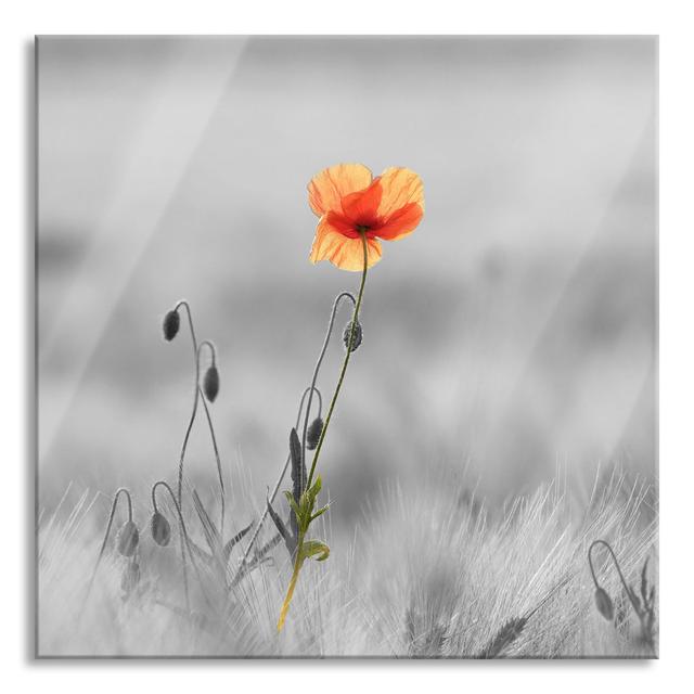 Red Poppy in a Field - Unframed Photograph on Glass 17 Stories Size: 60cm H x 60cm W x 0.4cm D on Productcaster.