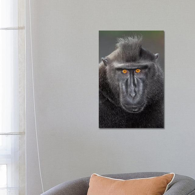 Black Crested Macaque Alpha Eye Contact by Mogens Trolle - Wrapped Canvas Print Latitude Run Size: 66.04cm H x 45.72cm W x 3.81cm D on Productcaster.