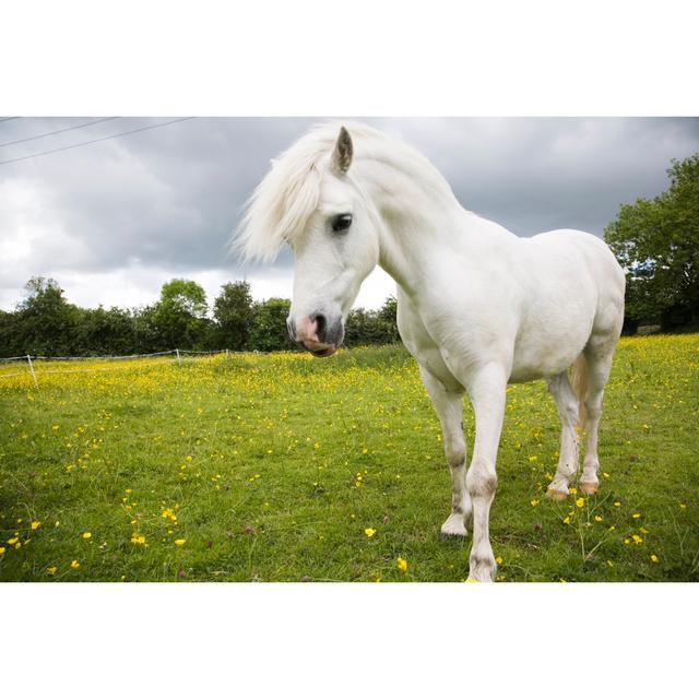 White Pony by Dageldog - No Frame Art Prints on Canvas Brambly Cottage Size: 30cm H x 46cm W on Productcaster.