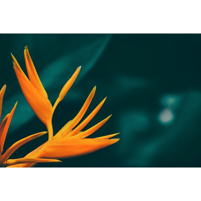 Tropical Exotic Flower Blooming by Pernsanitfoto - Wrapped Canvas Photograph Pergo Classics Size: 20cm H x 30cm W on Productcaster.