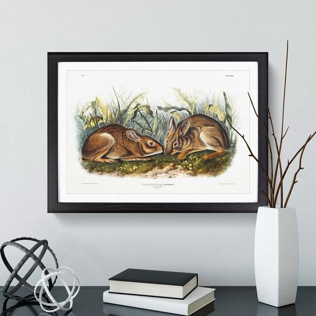 Marsh Hares by J.W. Audubon - Picture Frame Painting Print East Urban Home Frame Option: Black, Size: 50cm H x 76cm W x 2cm D on Productcaster.